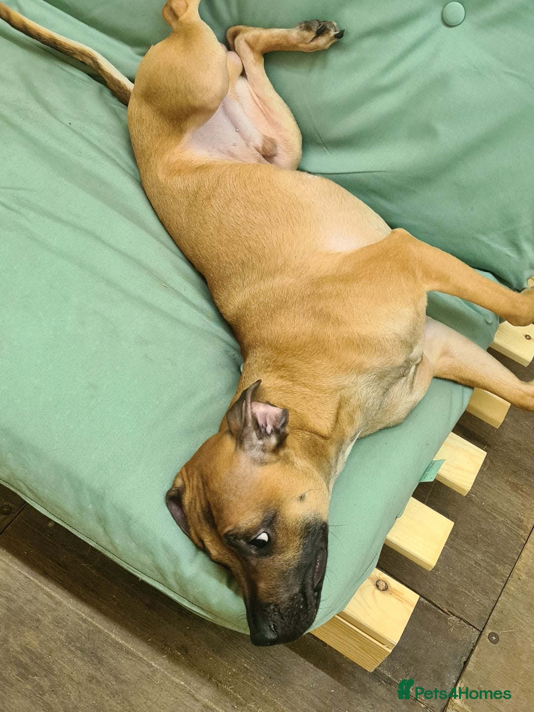 German Trim Male Standard Poodle Cuts Toy Poodle Cuts For Males - Main Image