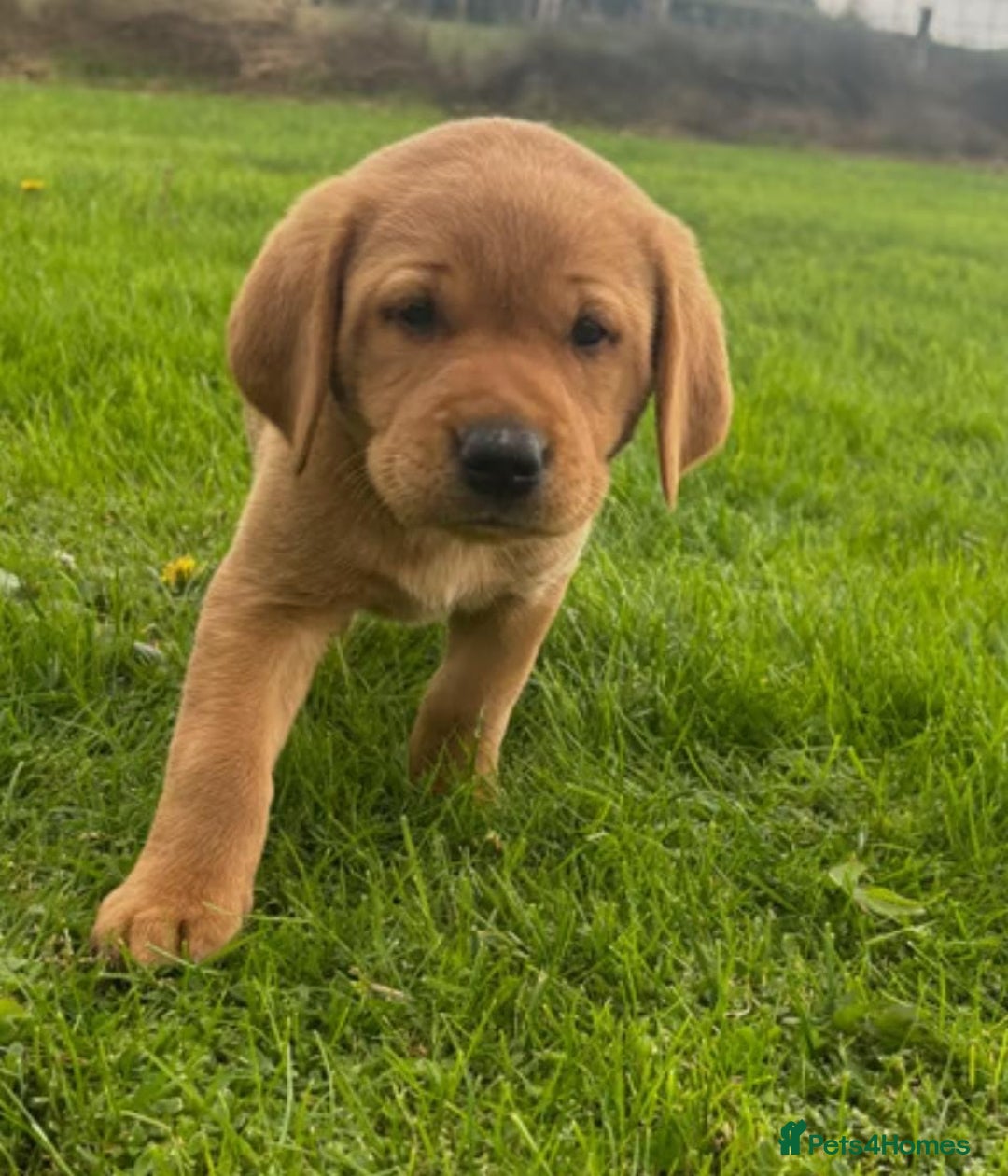 Labrador Retriever dogs for sale: Labrador puppies - Image 4