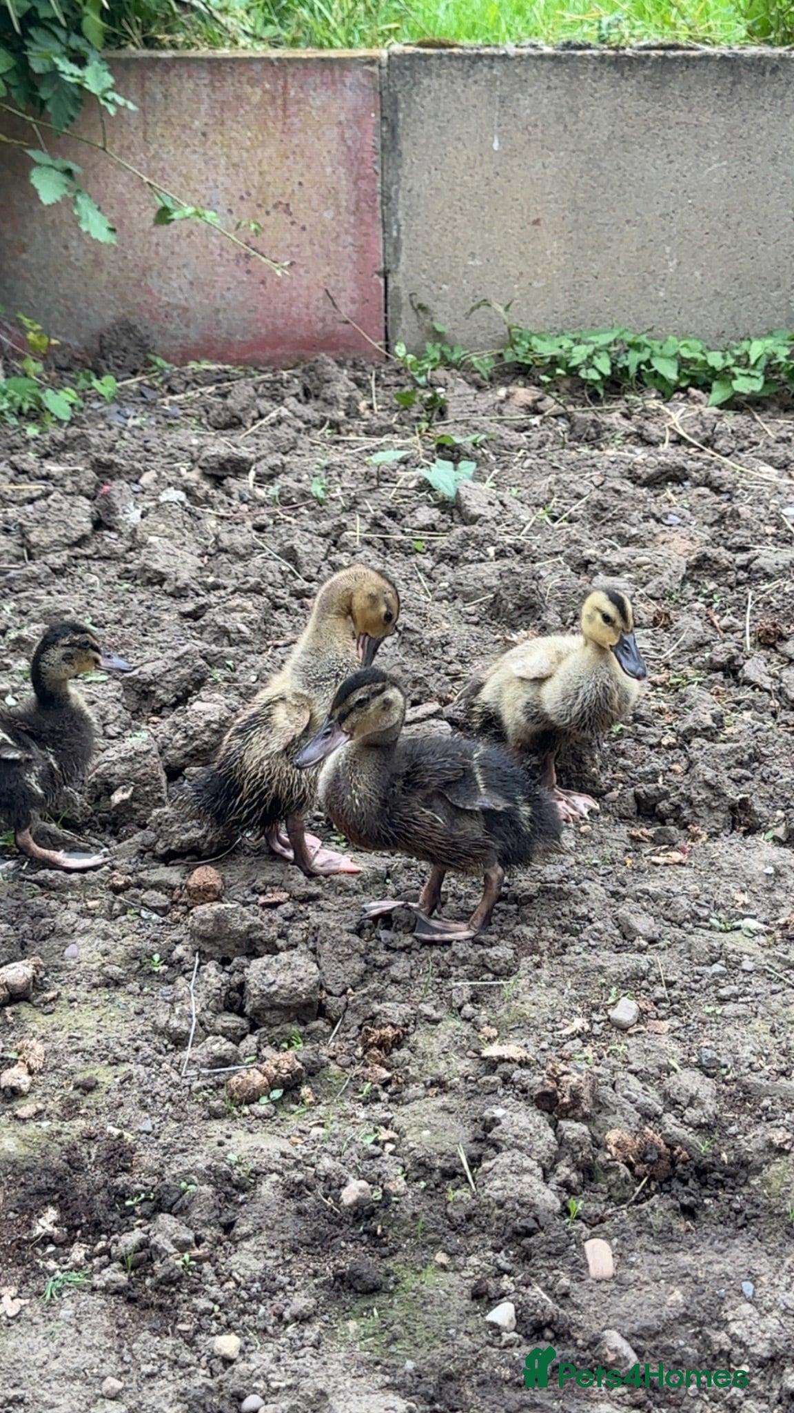 Ducks poultry 2 mallard ducks for sale unsexed  - Advert 1