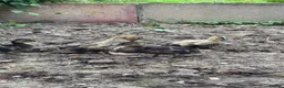Ducks poultry for sale: 2 mallard ducks for sale unsexed  in Castleford - Advert 1