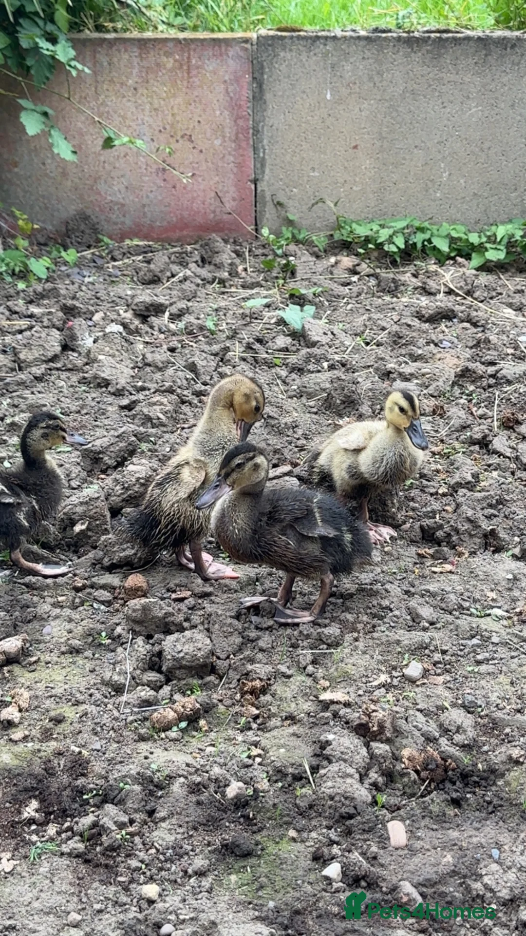 Ducks poultry for sale: 2 mallard ducks for sale unsexed  in Castleford - Advert 1
