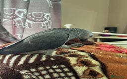 Parrots birds for sale: African grey baby parrot - Image 5