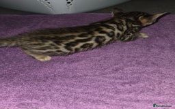 Bengal cats for sale: 2 stunning bengal kittens - Image 8
