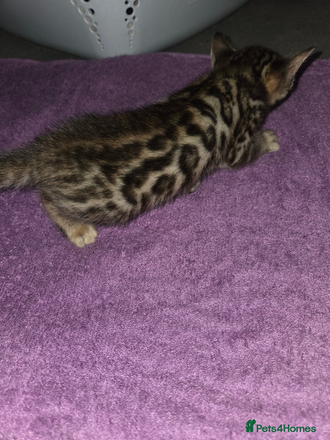 Bengal cats for sale: 2 stunning bengal kittens - Image 8
