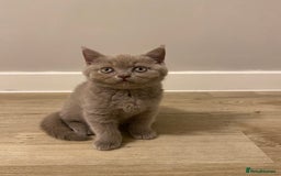 British Shorthair cats for sale: ✨beautiful lilac male British shorthair kitten✨ - Image 2
