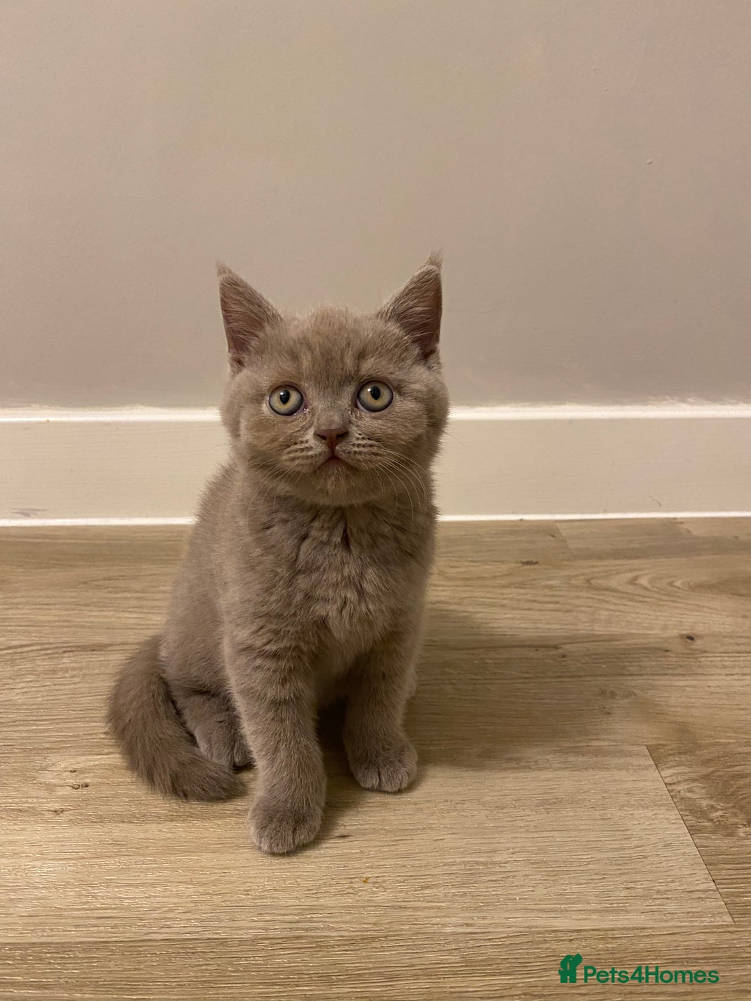 British Shorthair cats for sale: ✨beautiful lilac male British shorthair kitten✨ - Image 2