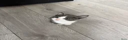 Mixed Breed cats for sale: Kittens Looking for a Loving Home  - Advert 16