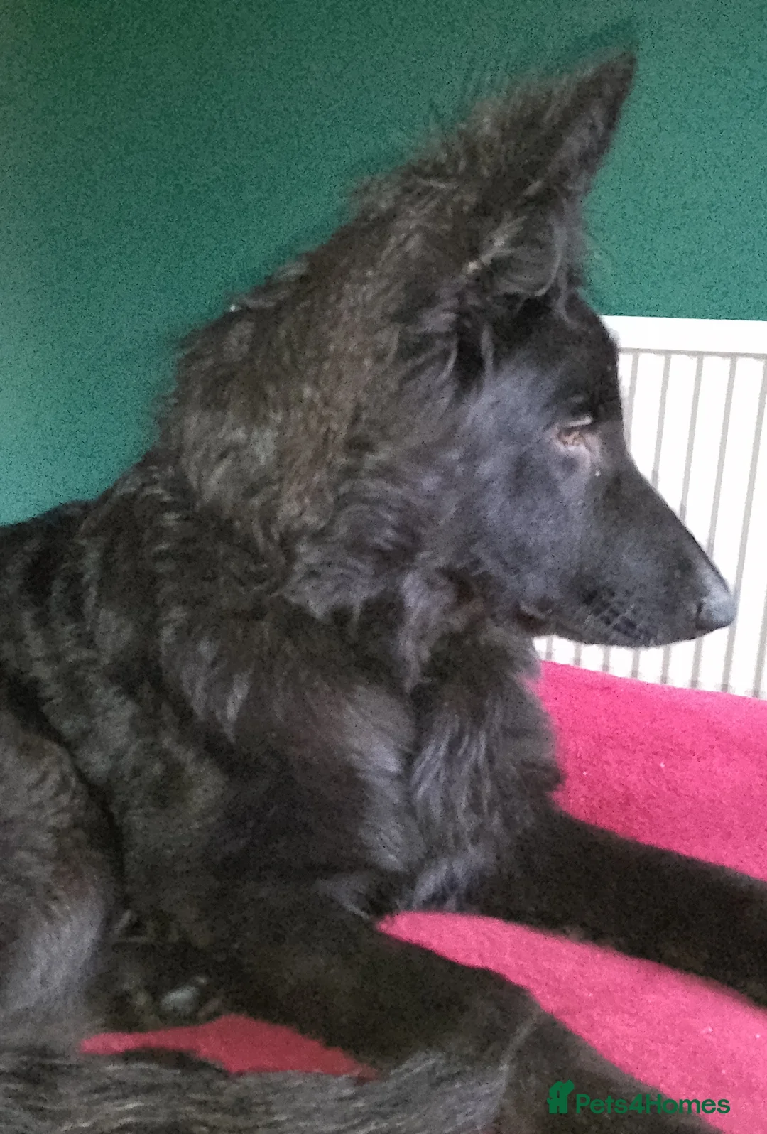 German Shepherd dogs for sale: Straight back Long coat German Shepherd pups - Advert 15