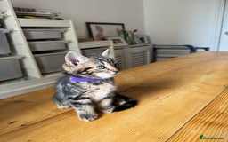 Mixed Breed cats for sale: 2 Beautiful Tabby Female Kittens - Image 2
