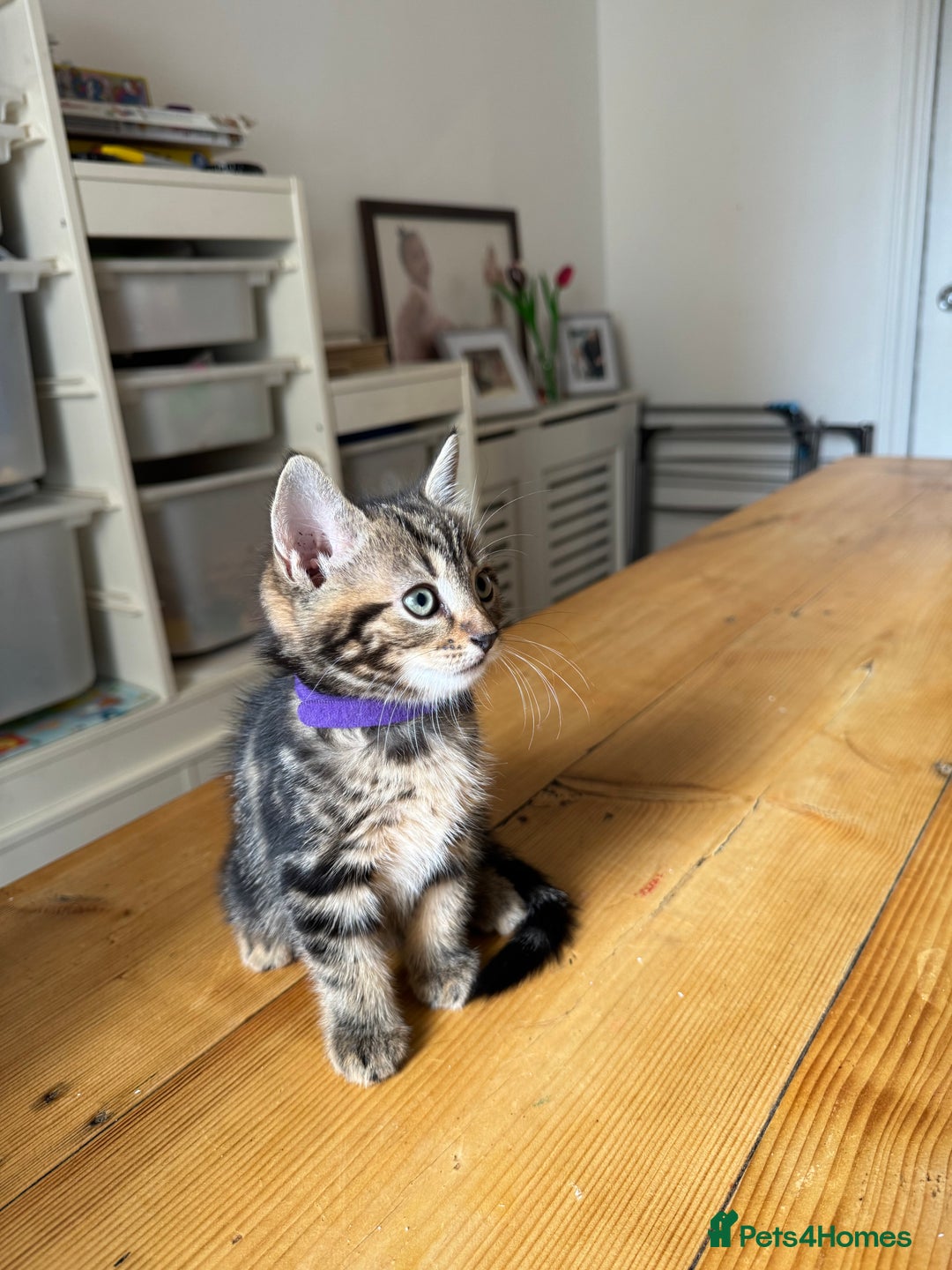 Mixed Breed cats for sale: 2 Beautiful Tabby Female Kittens - Image 2