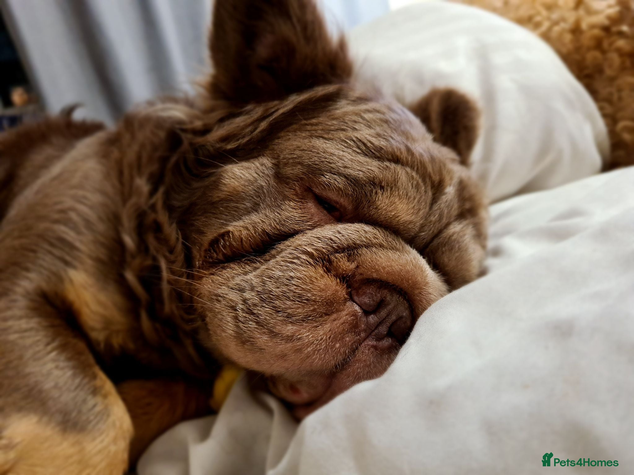 French Bulldog dogs Male Fluffy Frenchie - Advert 1