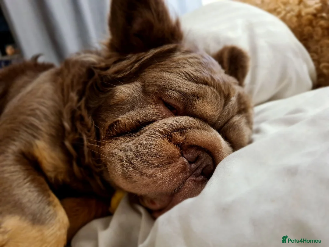 French Bulldog dogs for sale: Male Fluffy Frenchie in Halifax - Advert 1