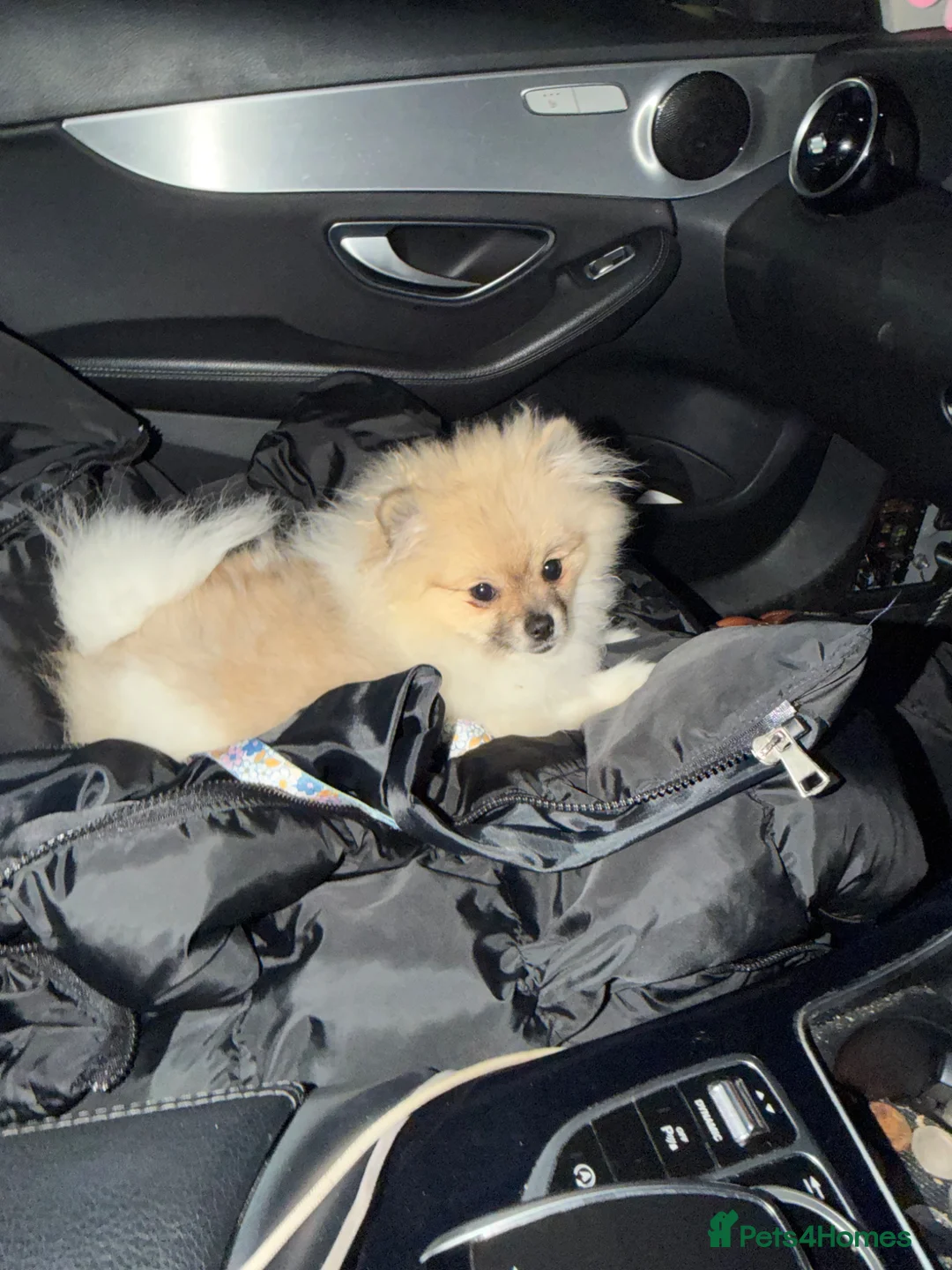 Pomeranian dogs for sale: Pomeranian girl  - Advert 2