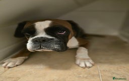 Boxer dogs for sale: Stunning male boxer puppies  - Image 7