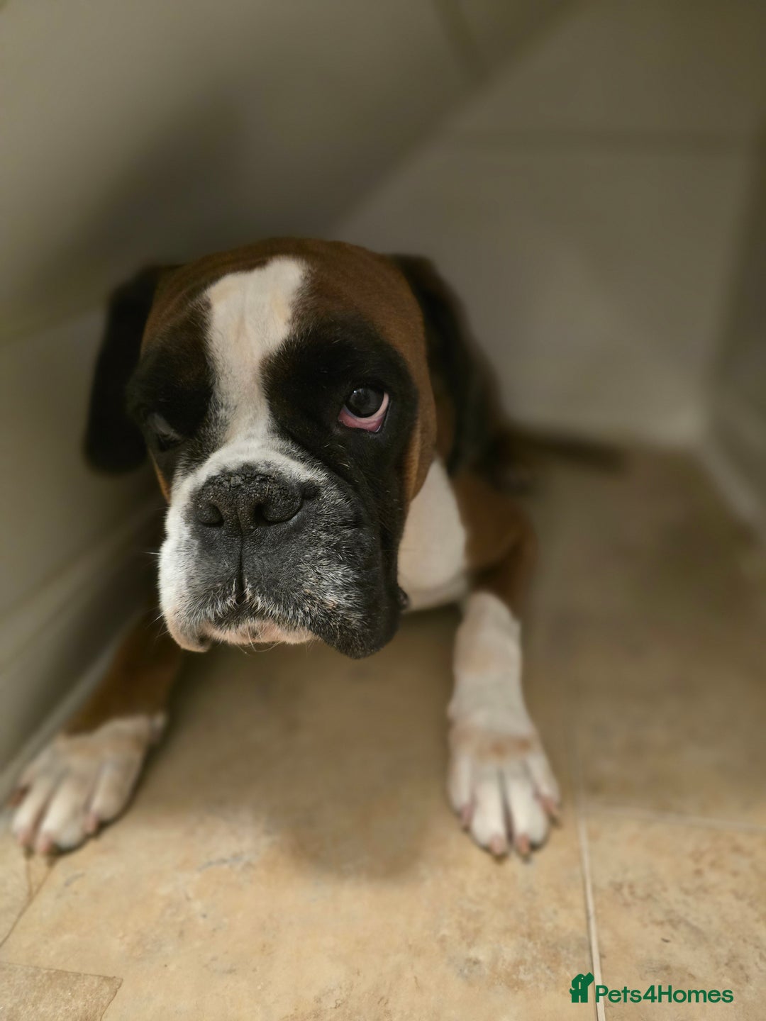 Boxer dogs for sale: Stunning male boxer puppies  - Image 7