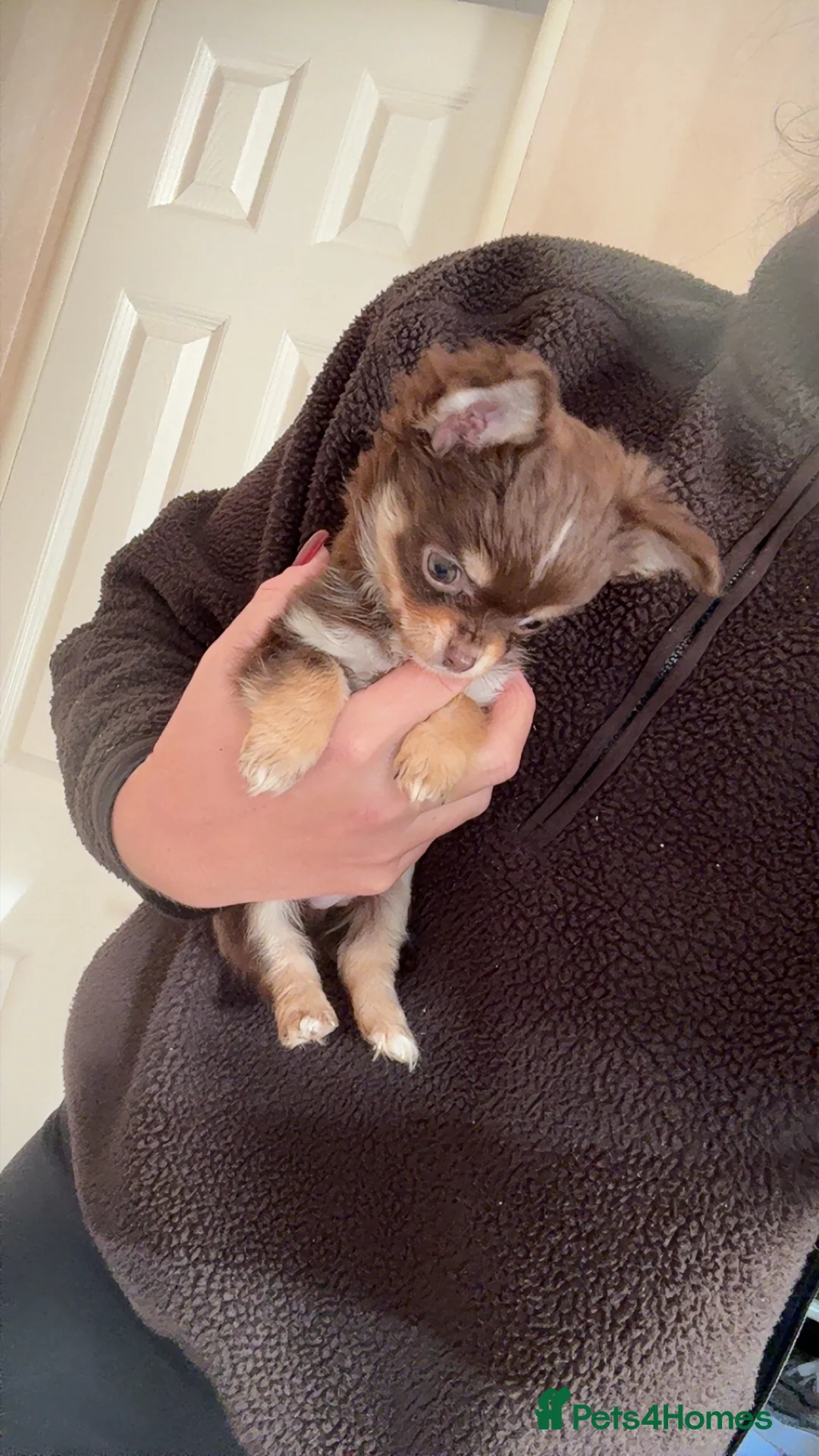 Chihuahua dogs for sale: stunning full breed chihuahua puppies last boy - Advert 3