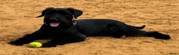 Giant Schnauzer dogs for sale: Eden. 14 months Giant Schnauzer bitch  in Colchester - Advert 1