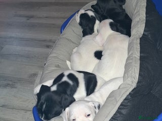 Mixed Breed dogs - Advert 16