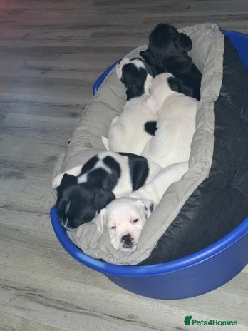 Mixed Breed dogs - Advert 14