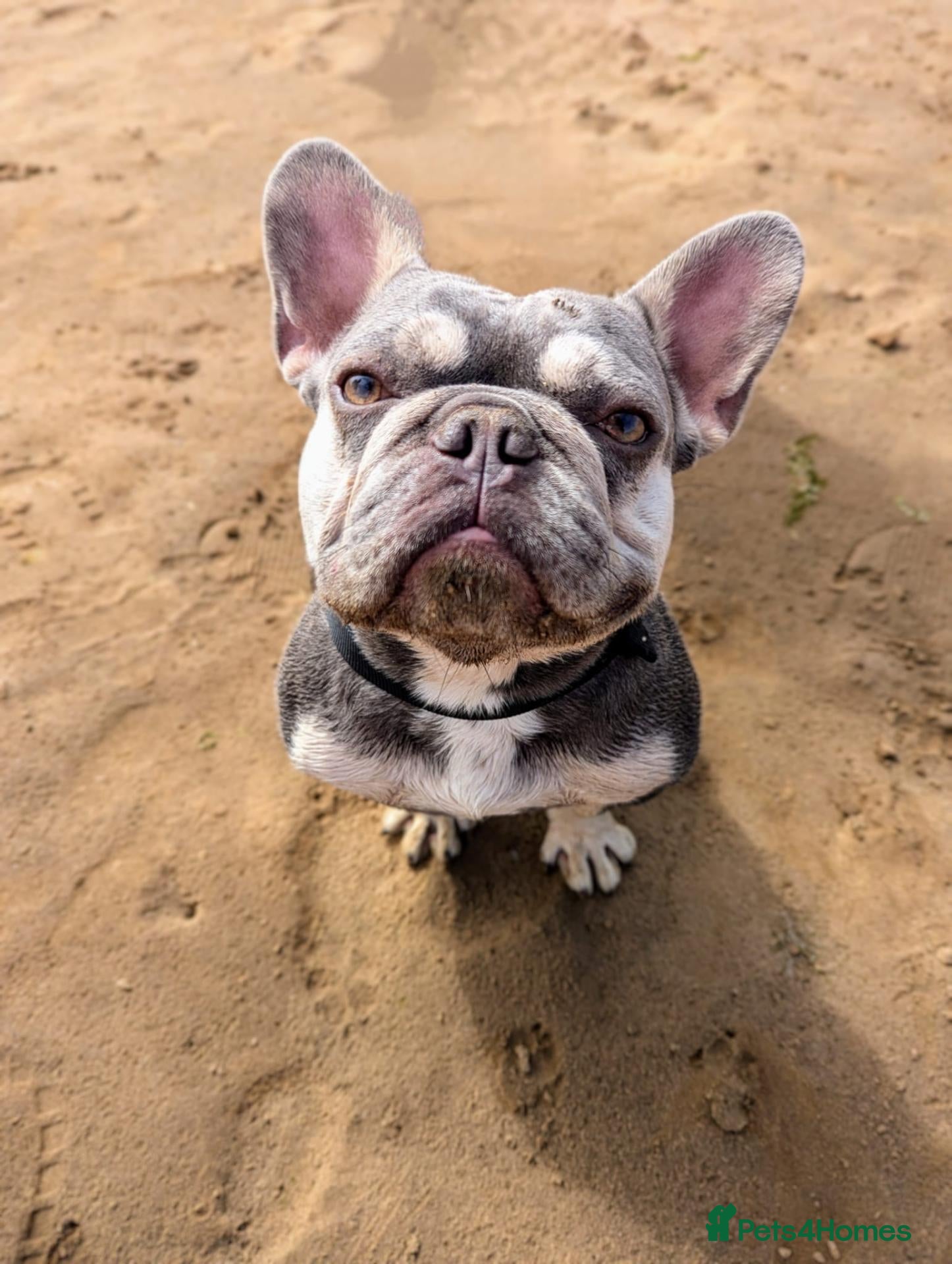 French Bulldog dogs 5 year old Frenchie seeking a forever home - Advert 3