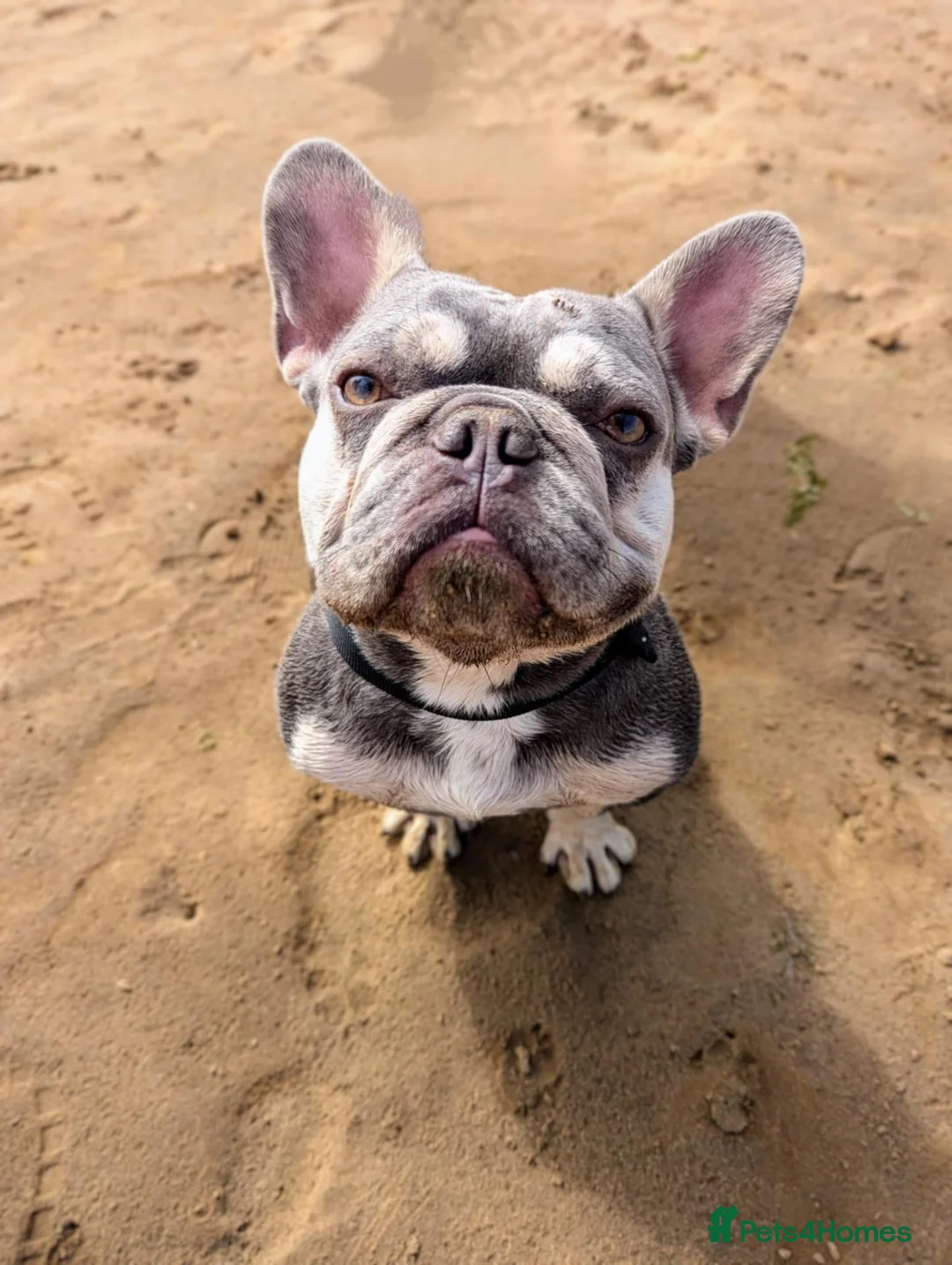 French Bulldog dogs for sale: 5 year old Frenchie seeking a forever home - Advert 1