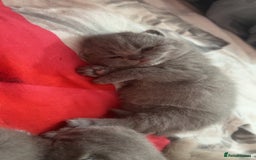 British Shorthair cats for sale: 2 beautiful British shorthair kittens for sale  - Image 10