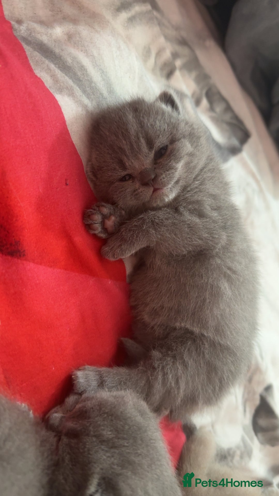 British Shorthair cats for sale: 2 beautiful British shorthair kittens for sale  - Image 10