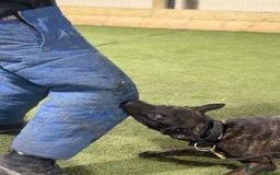 Belgian Shepherd Dog dogs for sale: Security Trained Herder For Sale - Image 3