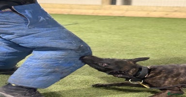 Belgian Shepherd Dog dogs - Advert 13