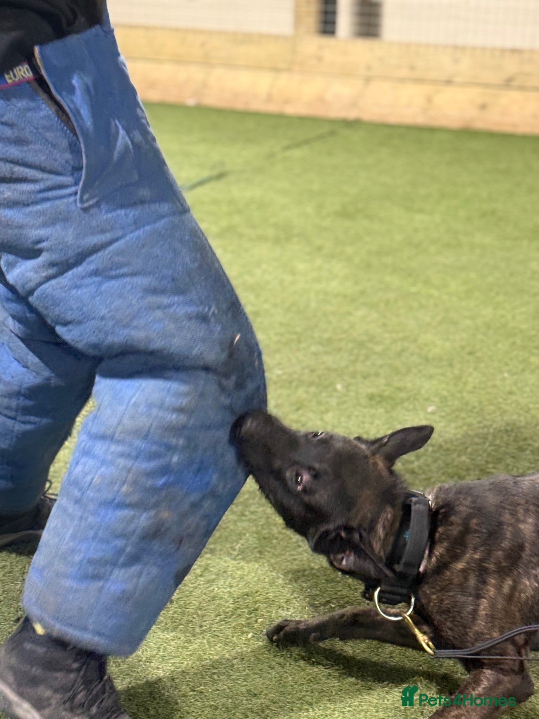 Belgian Shepherd Dog dogs for sale: Security Trained Herder For Sale - Image 3