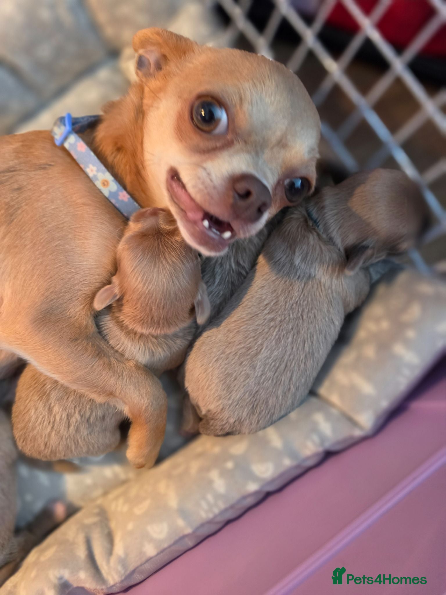 Chihuahua dogs 4 beauitful chihuahua puppies - Advert 12