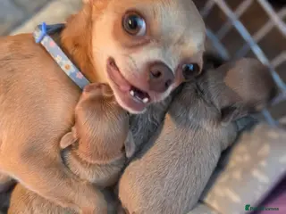 Chihuahua dogs 4 beauitful chihuahua puppies - Advert 2