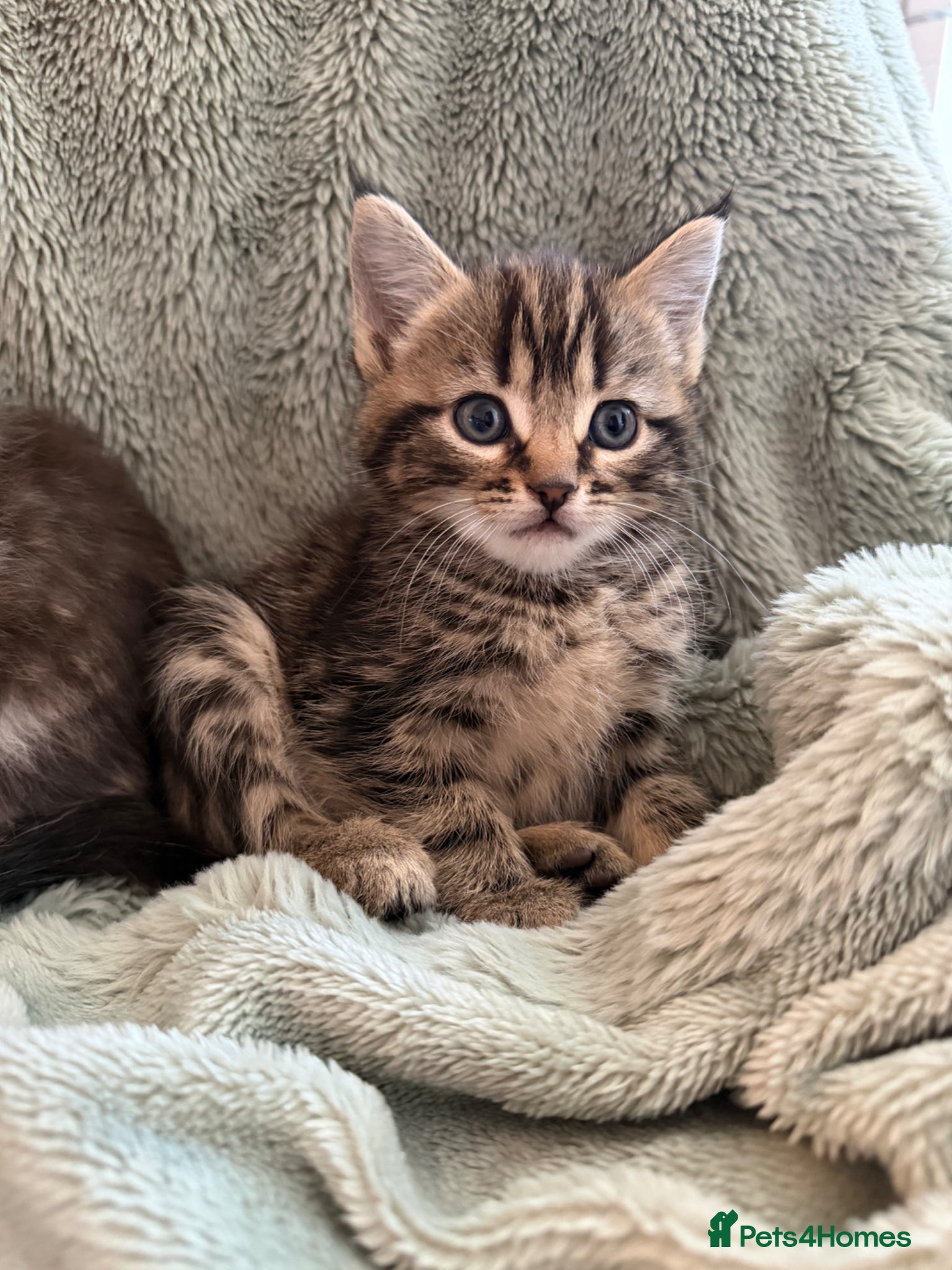 Mixed Breed cats kittens 8 weeks Ready to leave - Advert 2