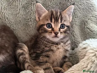 Mixed Breed cats kittens 8 weeks Ready to leave - Advert 11