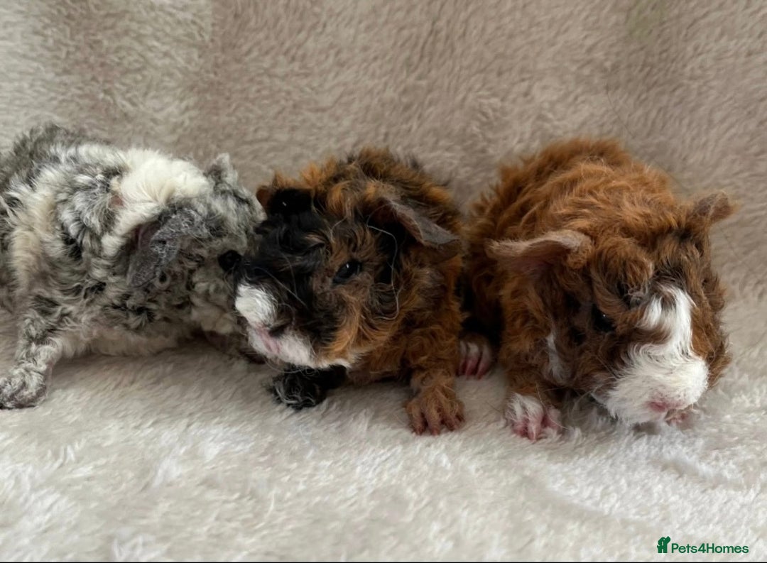Guinea Pig rodents for sale: Purebred Lunkarya Guinea pigs - Image 6