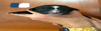 Bernese Mountain Dog 2