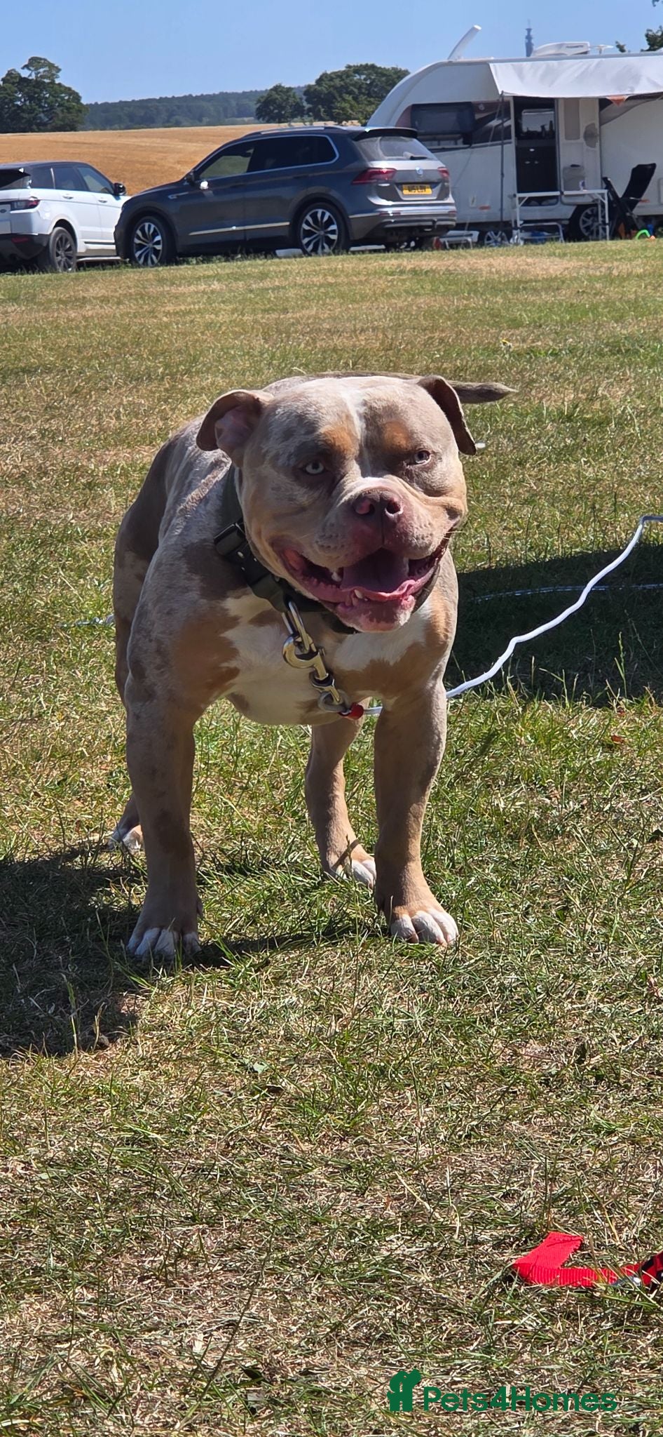 American Bully dogs American Standard Bully For Stud - Advert 3