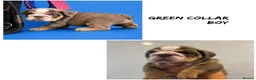 English Bulldog dogs for sale: English Bulldog Puppies  - Advert 7