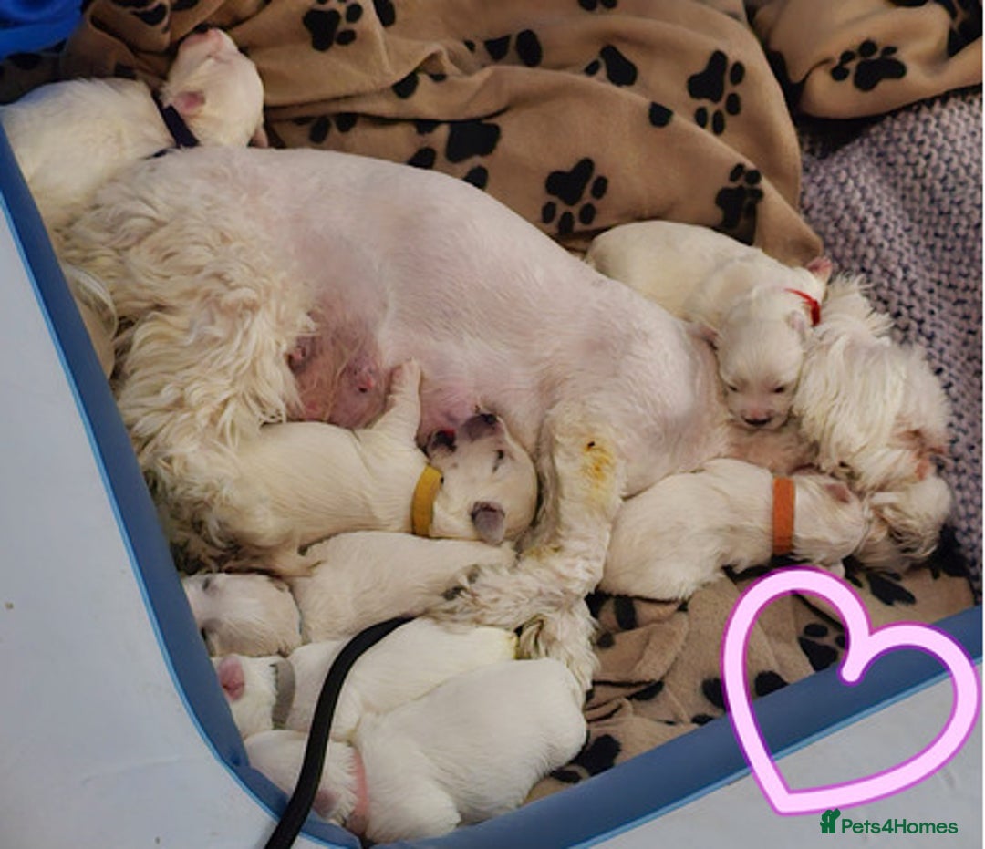 Maltese dogs for sale: Beautiful pure maltese for sale - Advert 2