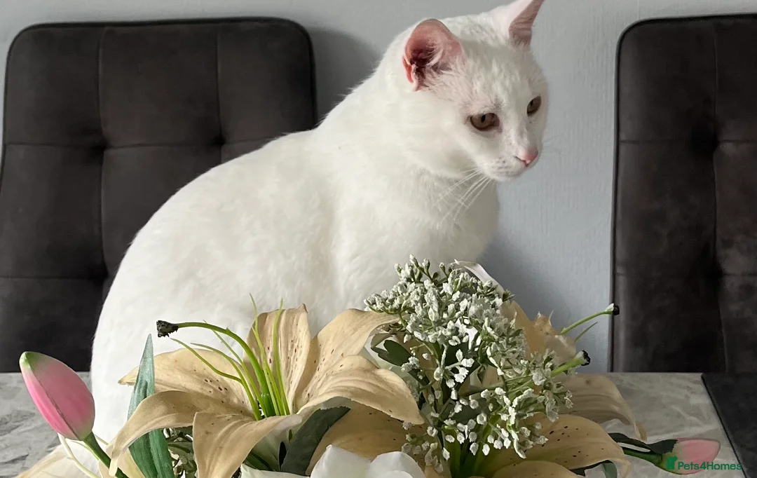 British Shorthair cats for sale: Snowy  in Wilmslow - Advert 5