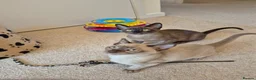 Burmese cats for sale: Pedigree Burmese Kittens - Advert 11
