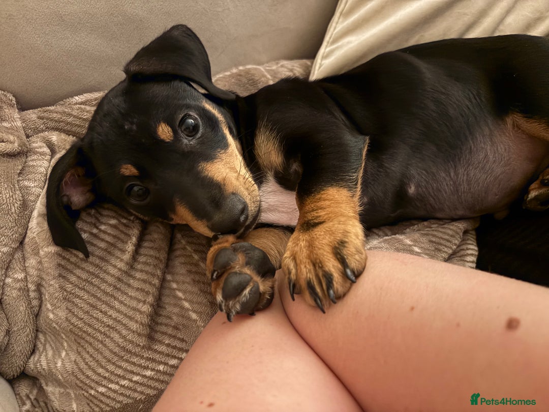 Dachshund dogs for sale: 2 lovely pups looking for a forever home asap - Image 2