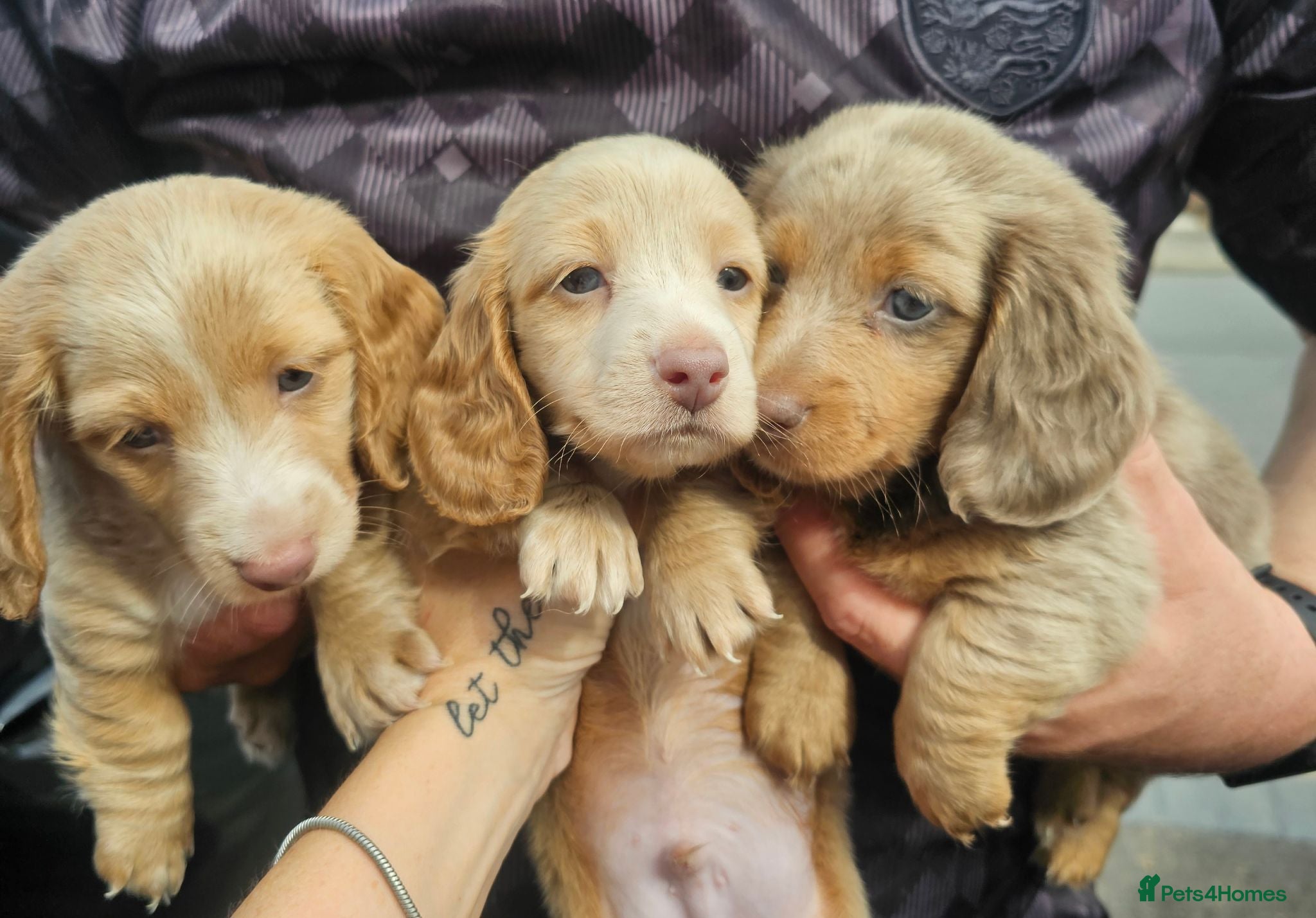 Miniature Dachshund dogs Gorgeous long haired pups, health checked/chipped  - Advert 16