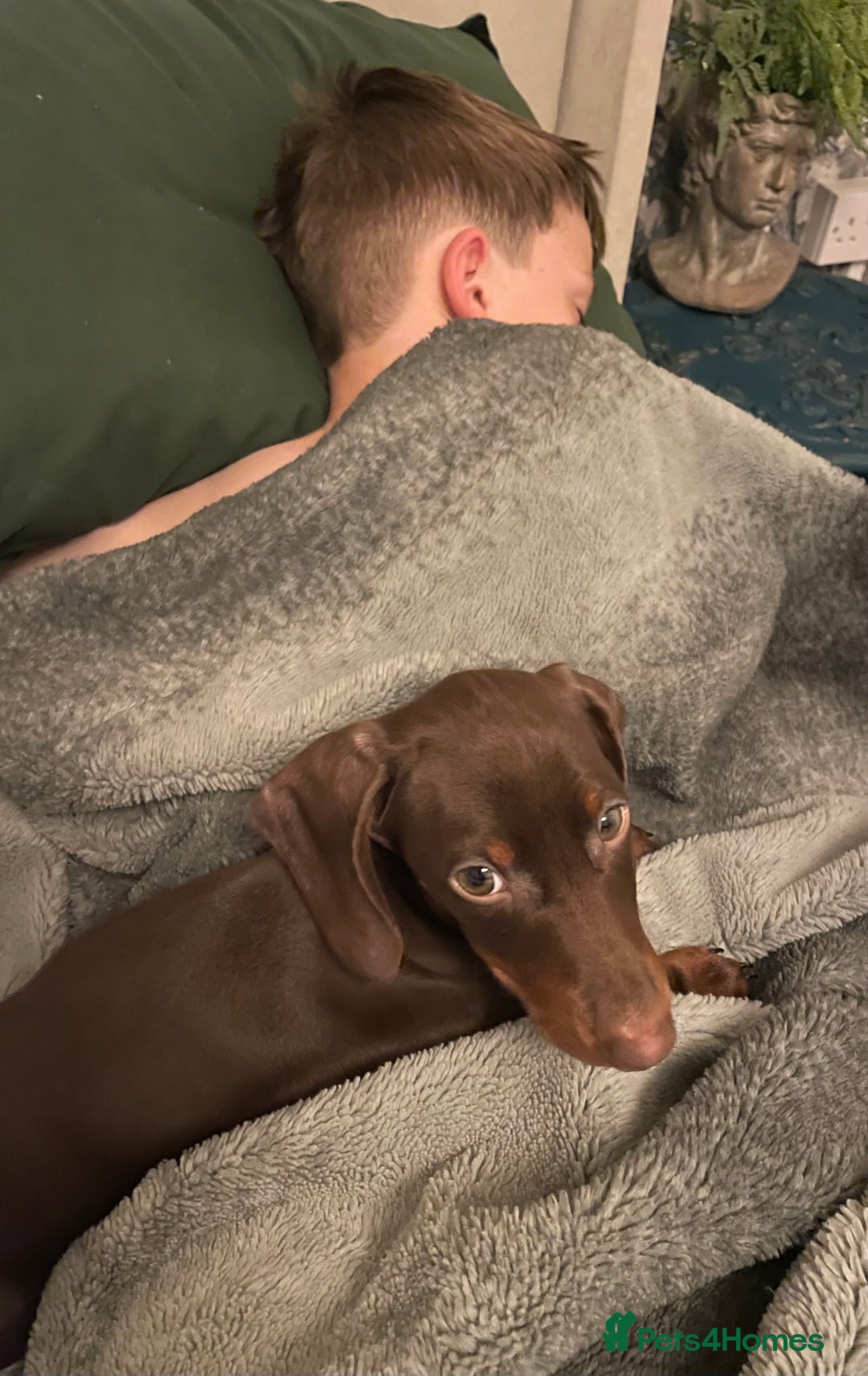 Dachshund dogs for sale: Handsome 1 year old male dachshund - Advert 6