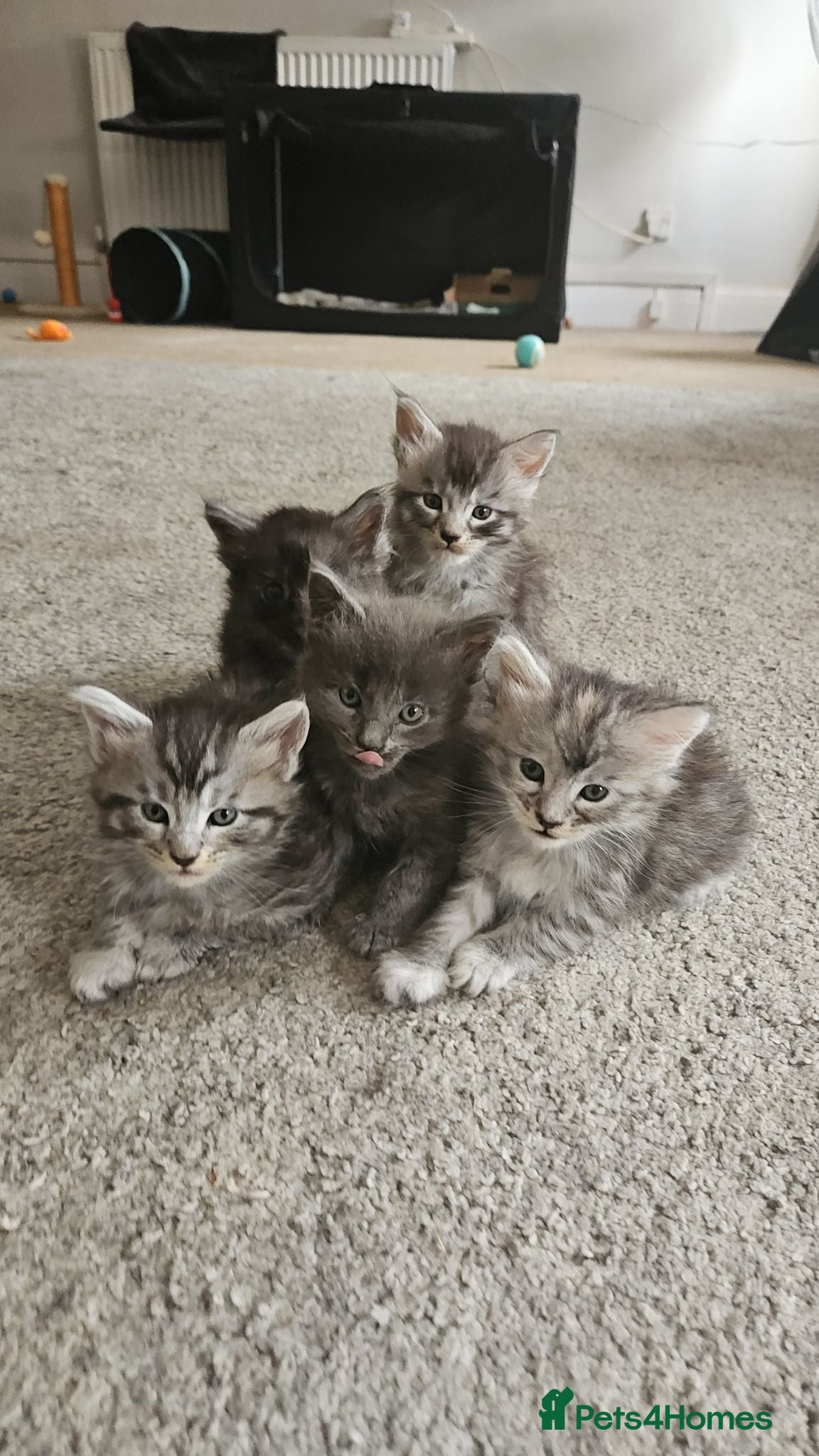 Maine Coon cats Stunning Pure breed Maincoon kittens - Advert 6