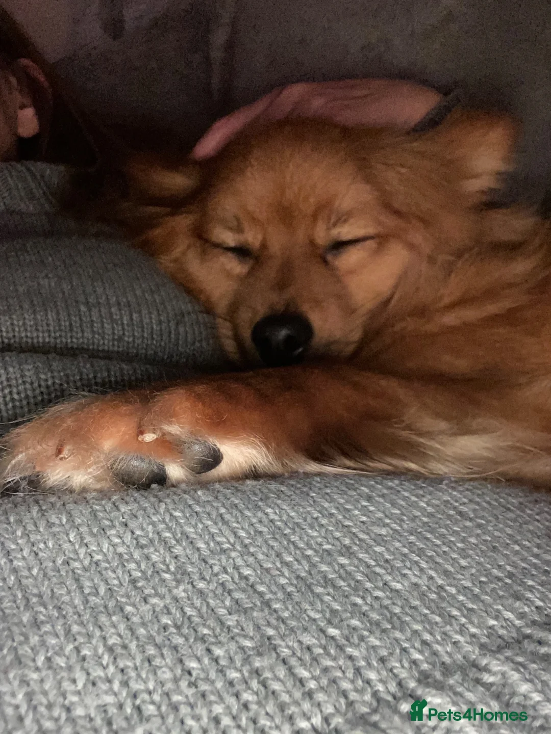 Pomeranian dogs for sale: Pomeranian 4 years old - Advert 1