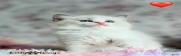 Ragdoll cats for sale: 🐾🩷*TICA REG* EU RAGDOLL KITTENS🌟 DNA CLEAR 🩵🐾 - Advert 15