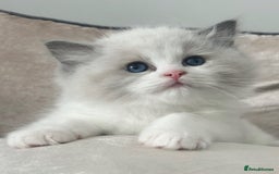 Ragdoll cats for sale: ⚜️⚜️ Male Available (Reserved).⚜️⚜️ in Warwick - Image 1