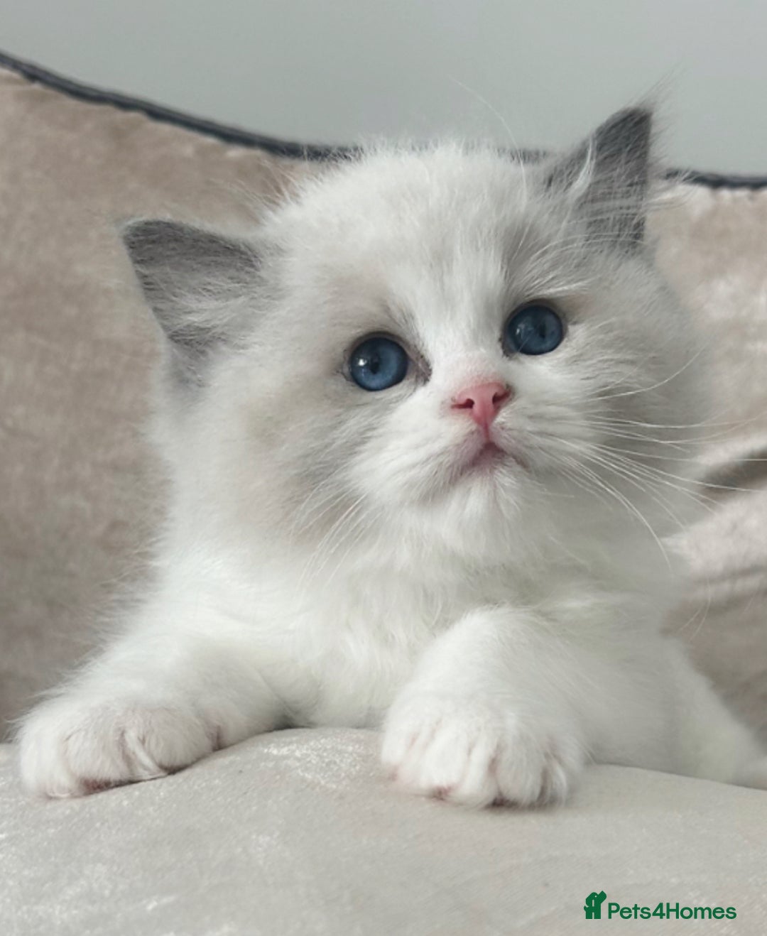 Ragdoll cats for sale: ⚜️⚜️ Male Available (Reserved).⚜️⚜️ in Warwick - Image 1