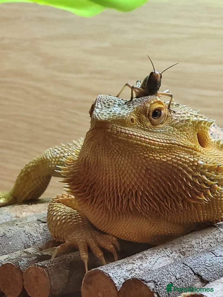 Dragon reptiles Bearded dragon  - Advert 4